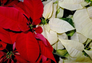 The Poinsettia: Sidney Shares Facts about a Festive Seasonal “Flower” 
